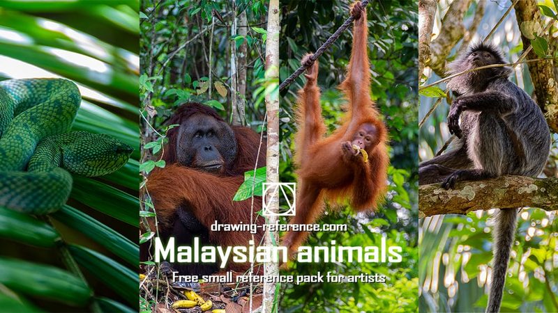 Preview of FREE Malasian animals reference pack