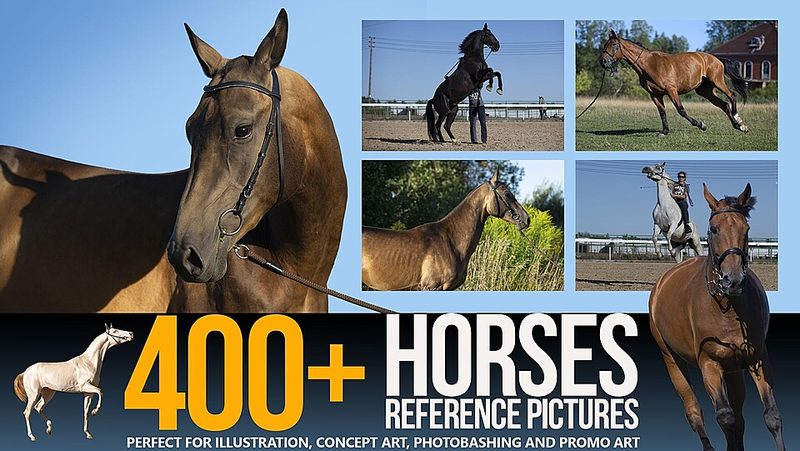 Preview of 300+ Horses Reference Pictures