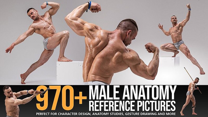 Preview of 970+ Male Anatomy Reference Pictures