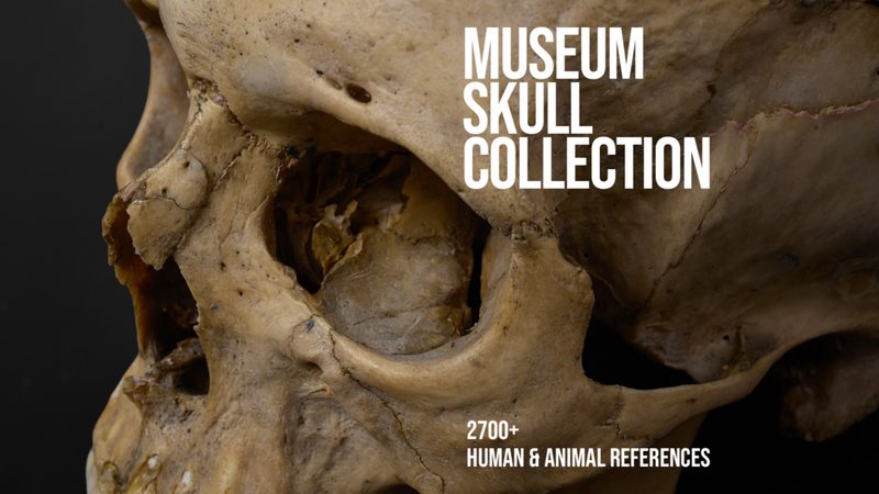 Preview of 2700+ Museum Skull Collection Human & Animal References