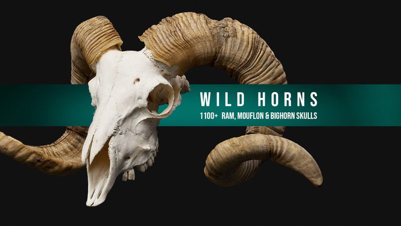 Preview of 1100+ Wild Horns - Ram, Mouflon And Bighorn Skulls References