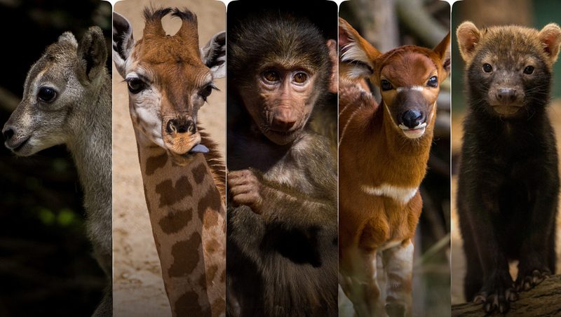 Preview of Animal Babies - Reference Photo Pack For Artists 422 JPEGs noAI