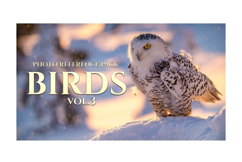 Preview of Birds Vol.3 - Reference Photo Pack For Artists 469 JPEGs noAI