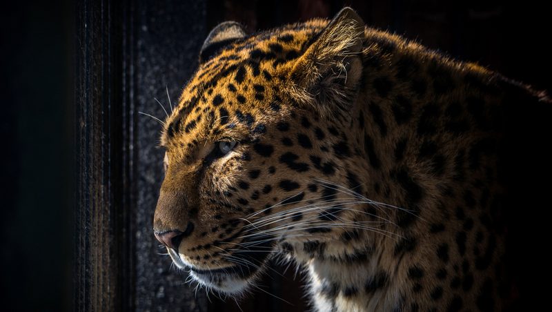 Preview of Wild Cats - Reference Photo Pack For Artists 399 JPEGs noAI