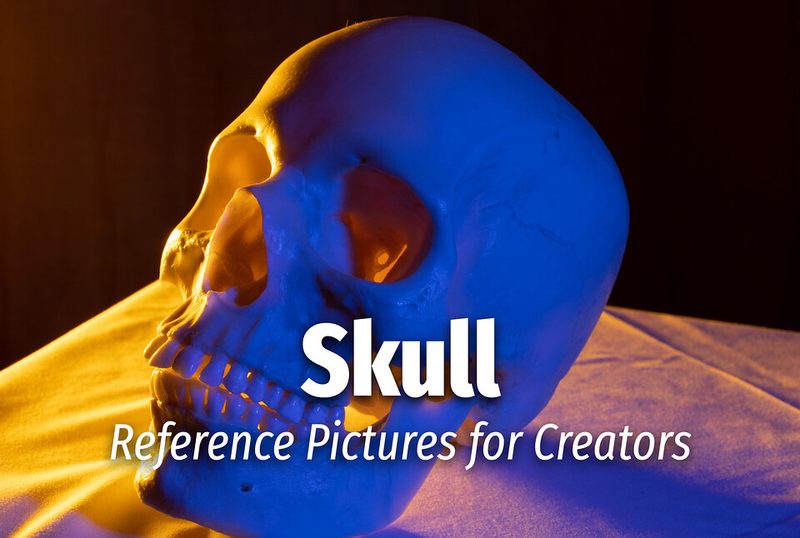 Preview of Skull - Reference Pictures